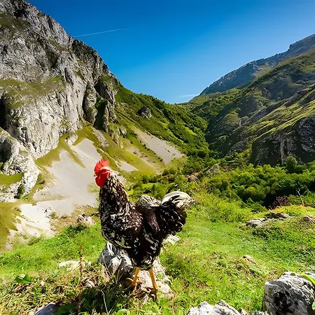 En Cabrales Picos Europa