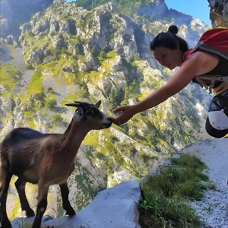 En Cabrales Picos Europa * Arenas De Cabrales