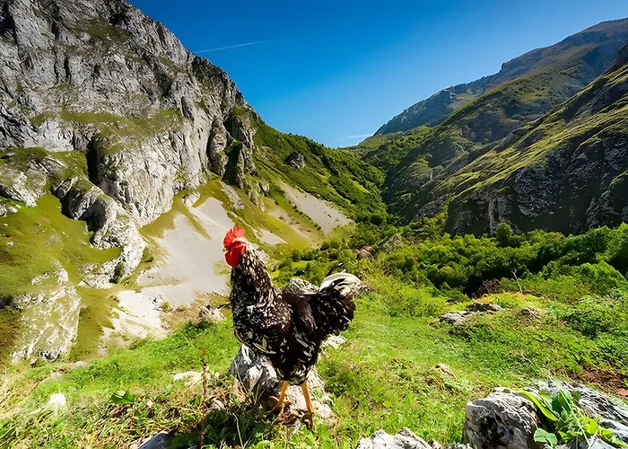 En Cabrales Picos Europa